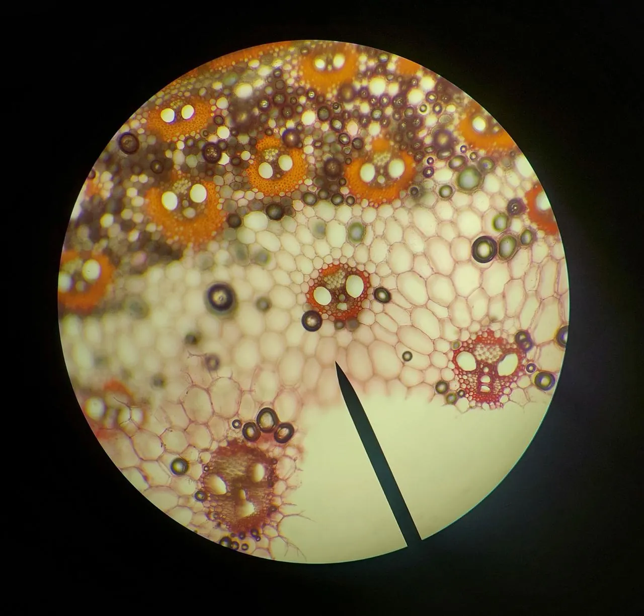 Plant stem cross-section under a microscope showing vascular bundles and individual cells